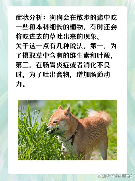 狗狗吃草后吐了是什么原因,狗狗吃草后吐了是什么原因呢?-第4张图片-后鲨宠物 狗狗吃草后吐了是什么原因,狗狗吃草后吐了是什么原因呢?-第4张图片-后鲨宠物