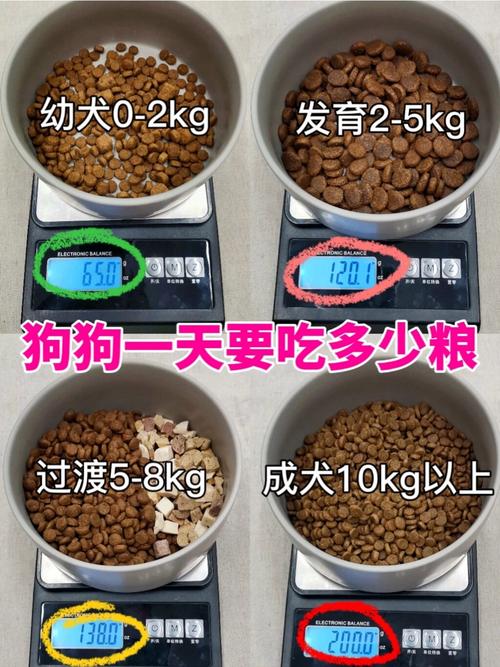 狗狗每天吃几顿,狗狗每天吃几顿饭比较好-第2张图片-后鲨宠物 狗狗每天吃几顿,狗狗每天吃几顿饭比较好-第2张图片-后鲨宠物