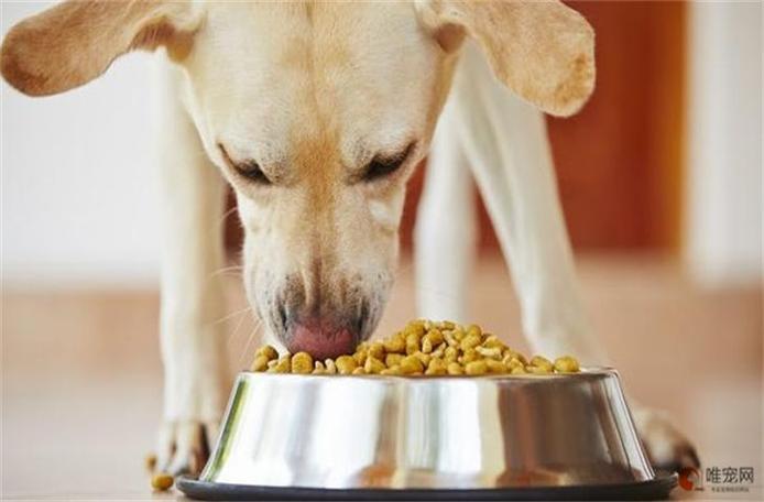 狗狗每天吃几顿,狗狗每天吃几顿饭比较好-第3张图片-后鲨宠物 狗狗每天吃几顿,狗狗每天吃几顿饭比较好-第3张图片-后鲨宠物
