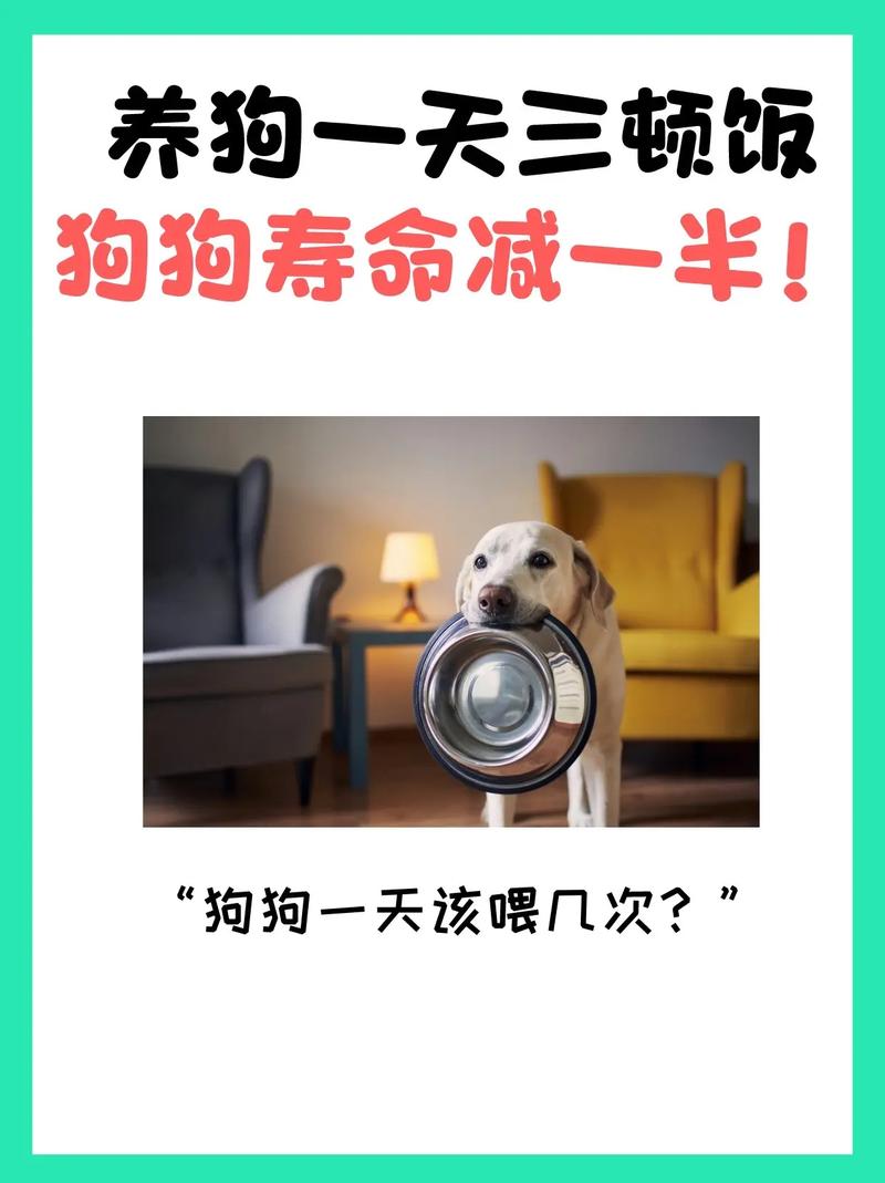 狗狗每天吃几顿,狗狗每天吃几顿饭比较好-第4张图片-后鲨宠物 狗狗每天吃几顿,狗狗每天吃几顿饭比较好-第4张图片-后鲨宠物