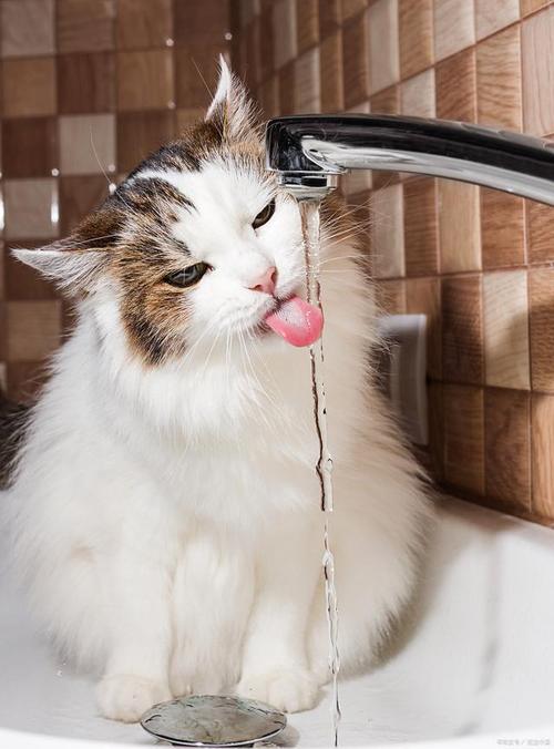 猫咪可以喝温水吗,猫猫能喝温水吗??-第6张图片-后鲨宠物 猫咪可以喝温水吗,猫猫能喝温水吗??-第6张图片-后鲨宠物