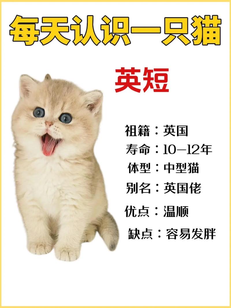 猫咪好听的英文名，猫咪好听的英文名字女？