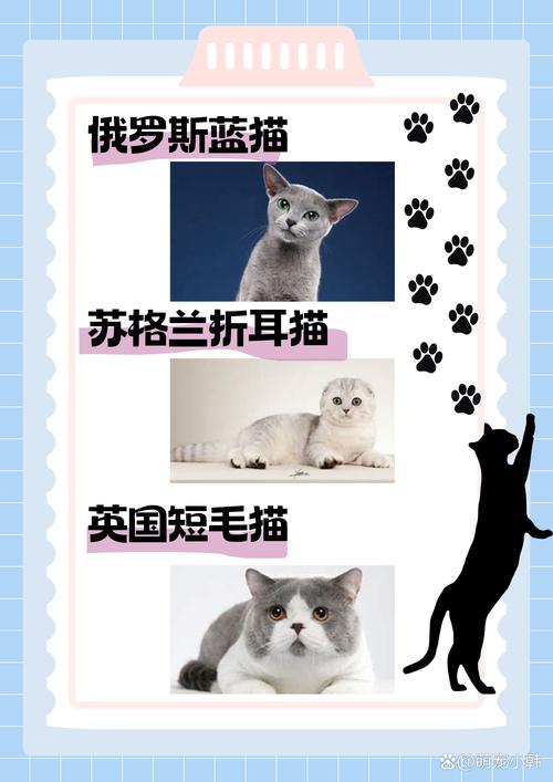 猫咪好听的英文名,猫咪好听的英文名字女?-第5张图片-后鲨宠物 猫咪好听的英文名,猫咪好听的英文名字女?-第5张图片-后鲨宠物