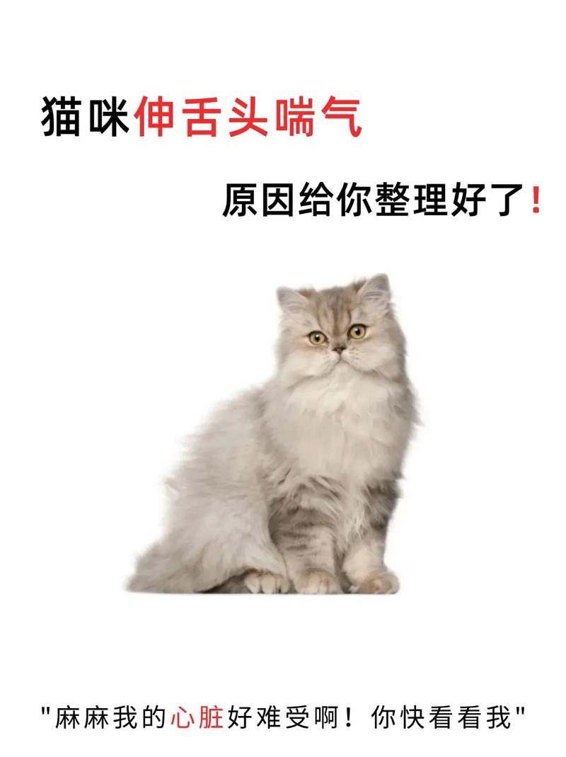 猫咪吐舌头呼吸急促_猫咪吐舌头呼吸急促是为什么-第2张图片-后鲨宠物 猫咪吐舌头呼吸急促_猫咪吐舌头呼吸急促是为什么-第2张图片-后鲨宠物