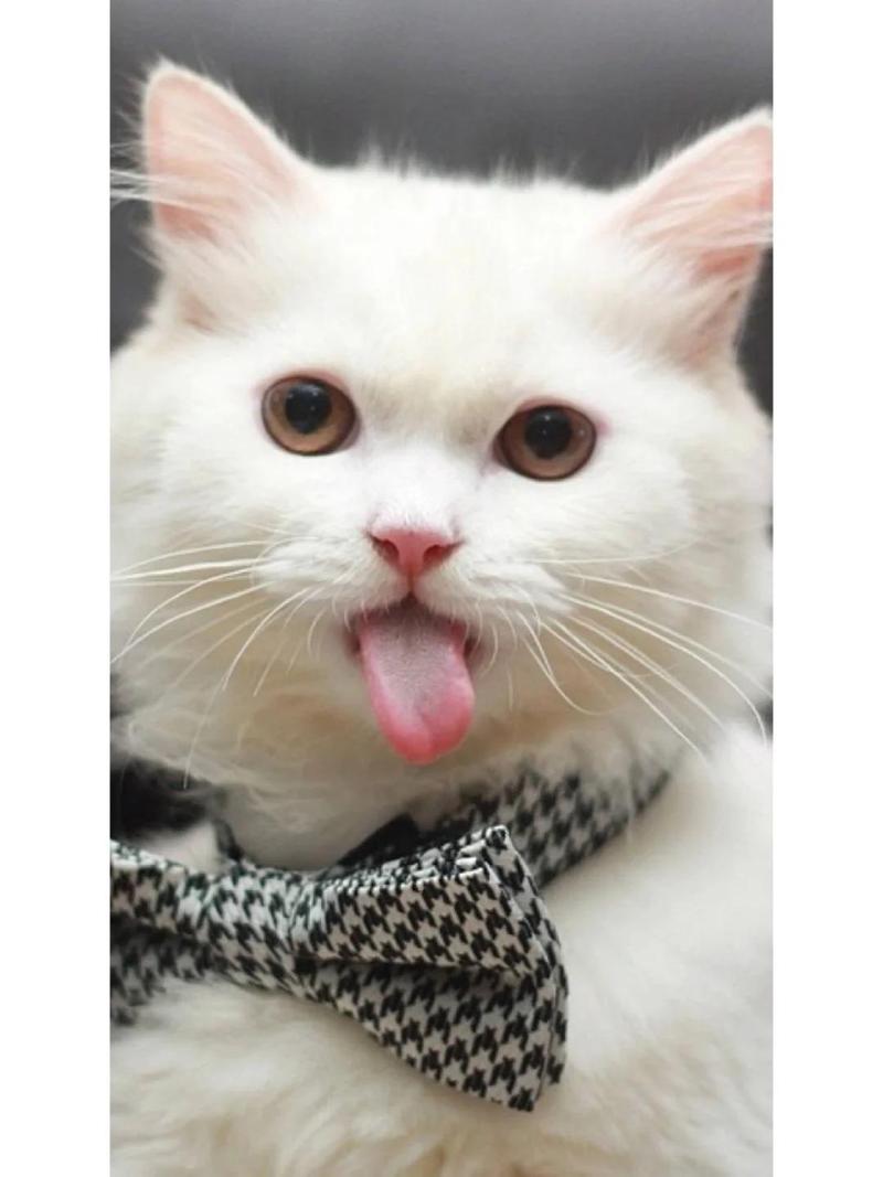 猫咪吐舌头呼吸急促_猫咪吐舌头呼吸急促是为什么-第6张图片-后鲨宠物 猫咪吐舌头呼吸急促_猫咪吐舌头呼吸急促是为什么-第6张图片-后鲨宠物