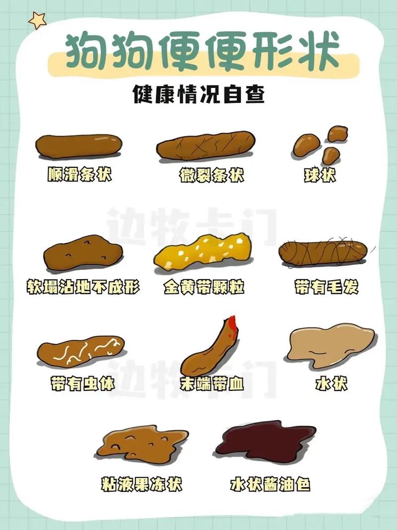 狗狗大便怎么处理,狗狗大便怎么处理比较好?-第2张图片-后鲨宠物 狗狗大便怎么处理,狗狗大便怎么处理比较好?-第2张图片-后鲨宠物