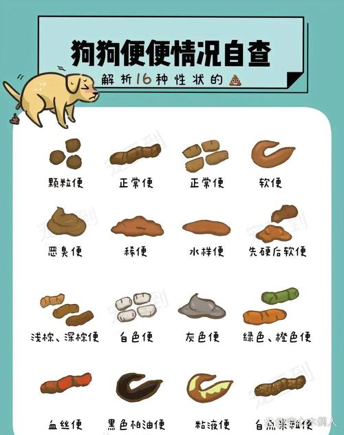 狗狗大便怎么处理,狗狗大便怎么处理比较好?-第6张图片-后鲨宠物 狗狗大便怎么处理,狗狗大便怎么处理比较好?-第6张图片-后鲨宠物