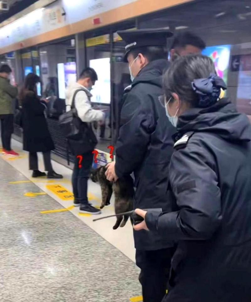 猫咪可以上地铁吗_猫咪可以上地铁吗武汉-第1张图片-后鲨宠物 猫咪可以上地铁吗_猫咪可以上地铁吗武汉-第1张图片-后鲨宠物