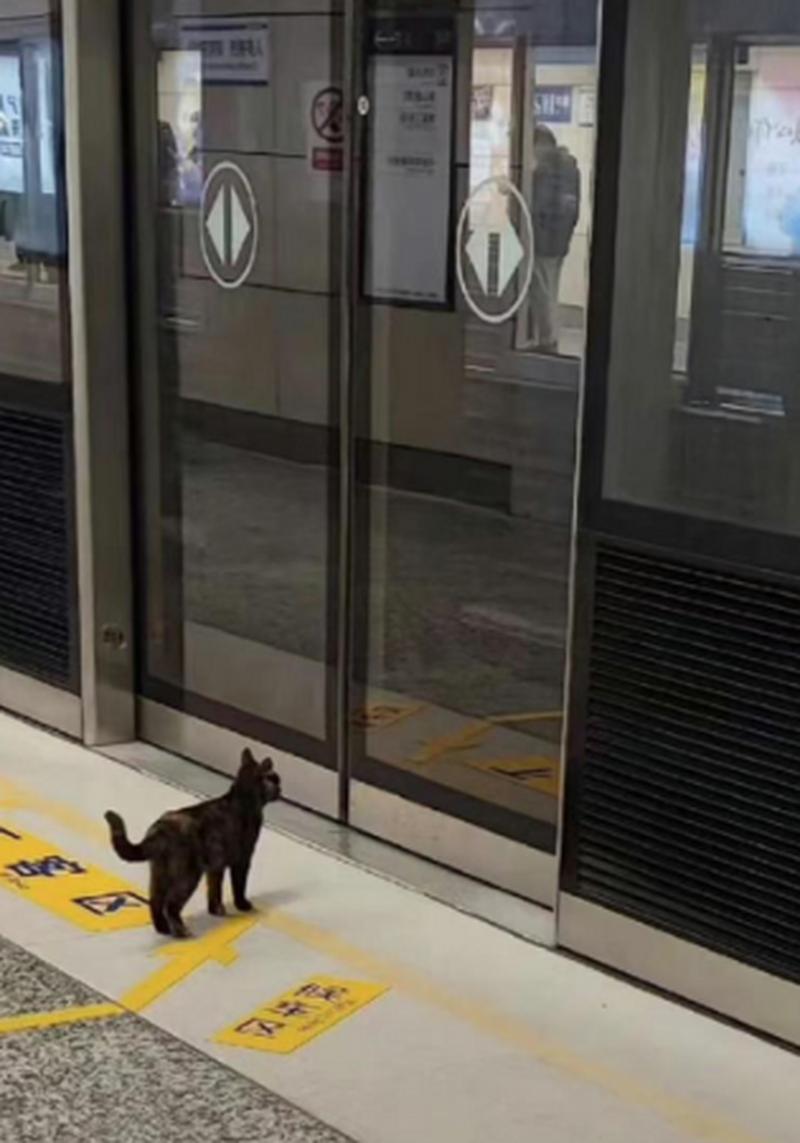 猫咪可以上地铁吗_猫咪可以上地铁吗武汉-第3张图片-后鲨宠物 猫咪可以上地铁吗_猫咪可以上地铁吗武汉-第3张图片-后鲨宠物