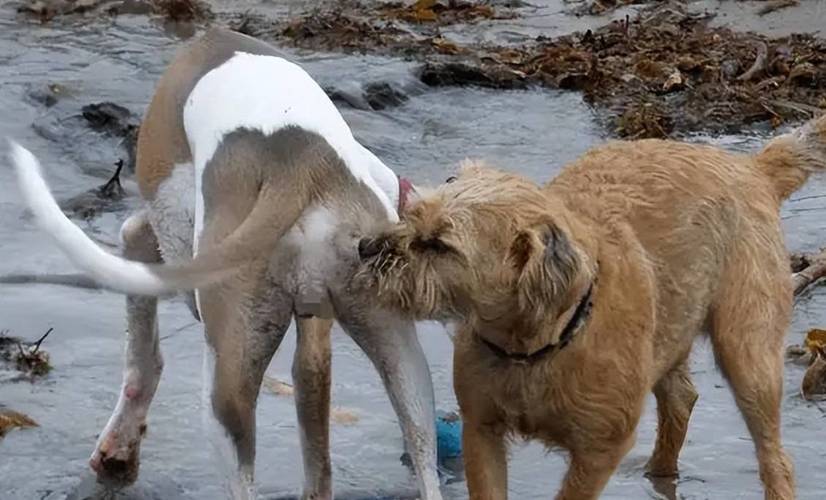 狗狗发情什么表现,狗狗发情哪些症状-第6张图片-后鲨宠物 狗狗发情什么表现,狗狗发情哪些症状-第6张图片-后鲨宠物