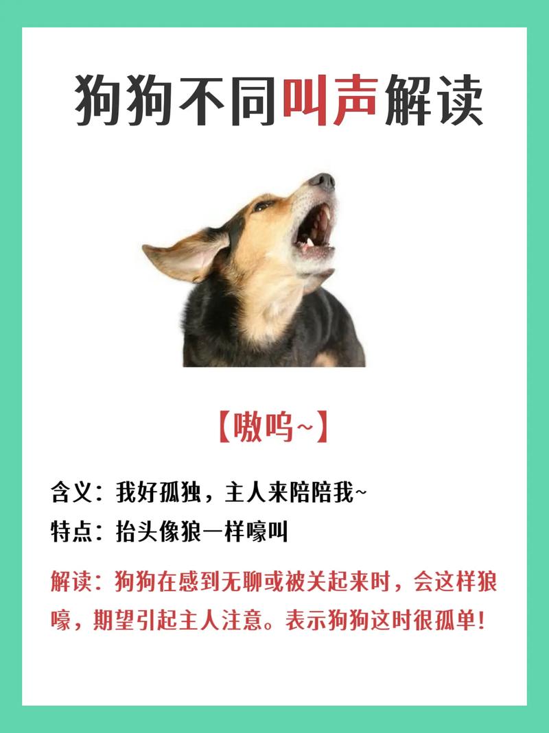 狗狗半夜叫唤怎么回事,狗狗半夜叫是因为什么-第4张图片-后鲨宠物 狗狗半夜叫唤怎么回事,狗狗半夜叫是因为什么-第4张图片-后鲨宠物