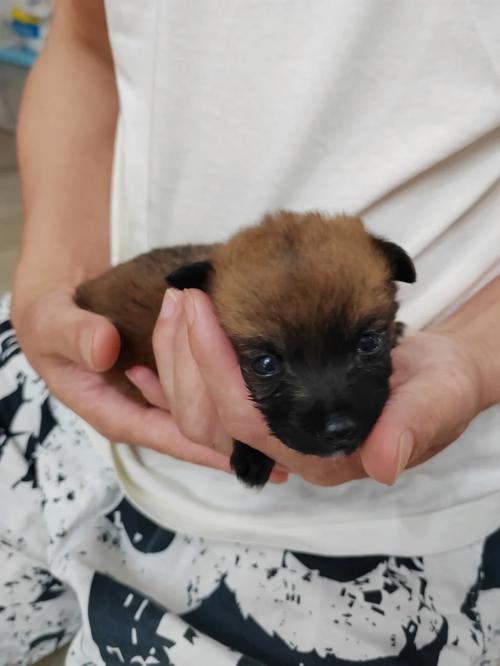 狗狗对新生儿有影响吗,小狗对新生儿影响吗?-第5张图片-后鲨宠物 狗狗对新生儿有影响吗,小狗对新生儿影响吗?-第5张图片-后鲨宠物