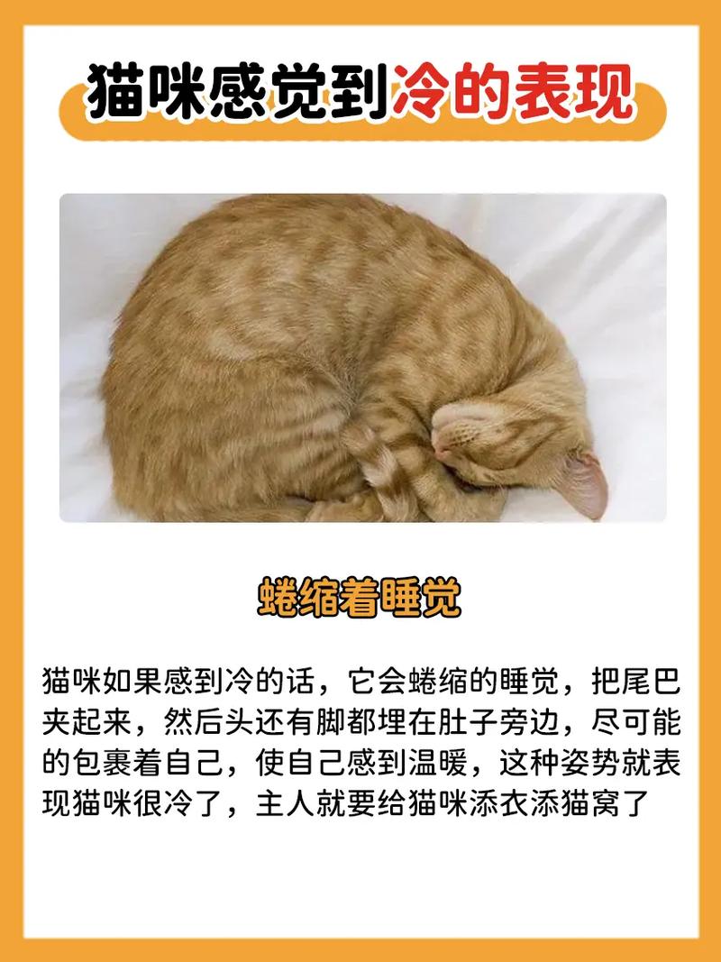 猫咪适应的温度_猫咪适应的温度和湿度-第1张图片-后鲨宠物 猫咪适应的温度_猫咪适应的温度和湿度-第1张图片-后鲨宠物
