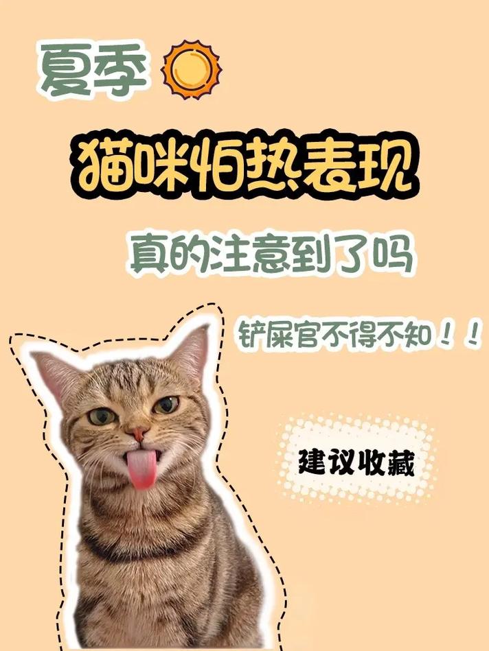 猫咪适应的温度_猫咪适应的温度和湿度-第4张图片-后鲨宠物 猫咪适应的温度_猫咪适应的温度和湿度-第4张图片-后鲨宠物