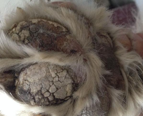  狗狗脚干裂怎么处理，狗狗脚部干裂起硬皮什么原因-第1张图片-后鲨宠物