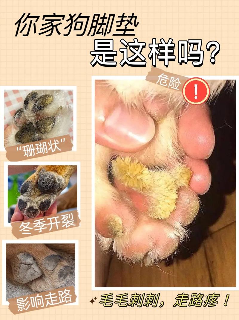  狗狗脚干裂怎么处理，狗狗脚部干裂起硬皮什么原因-第2张图片-后鲨宠物