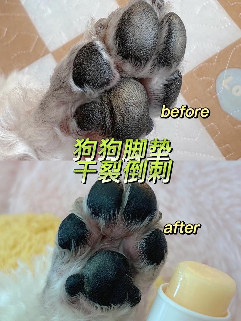  狗狗脚干裂怎么处理，狗狗脚部干裂起硬皮什么原因-第4张图片-后鲨宠物