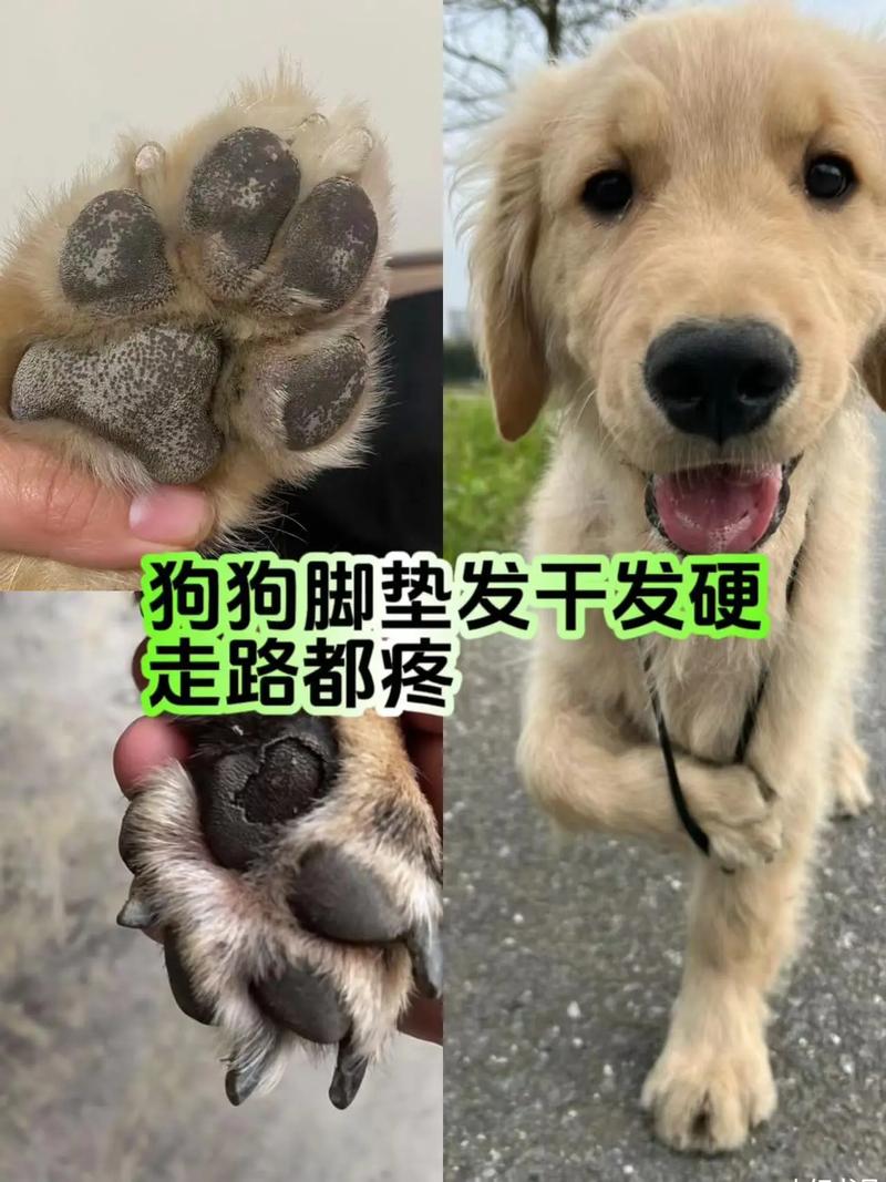  狗狗脚干裂怎么处理，狗狗脚部干裂起硬皮什么原因-第6张图片-后鲨宠物