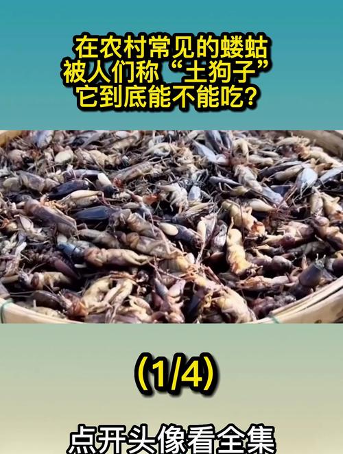 狗狗可以吃猫粮吗_狗狗可以吃猫粮吗狗狗吃猫粮有什么危害成犬饲养-第5张图片-后鲨宠物 狗狗可以吃猫粮吗_狗狗可以吃猫粮吗狗狗吃猫粮有什么危害成犬饲养-第5张图片-后鲨宠物