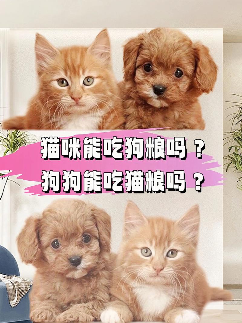 狗狗可以吃猫粮吗_狗狗可以吃猫粮吗狗狗吃猫粮有什么危害成犬饲养-第6张图片-后鲨宠物 狗狗可以吃猫粮吗_狗狗可以吃猫粮吗狗狗吃猫粮有什么危害成犬饲养-第6张图片-后鲨宠物