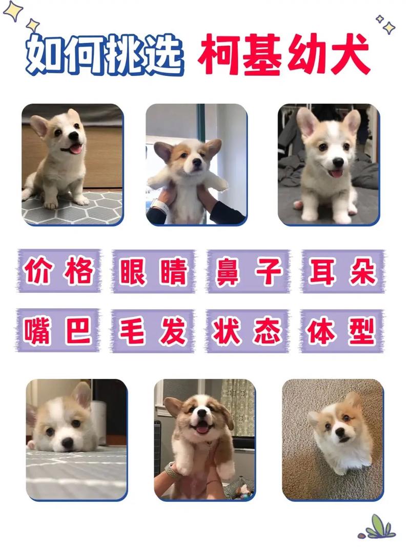 狗狗绝育的最佳时间,狗狗绝育的最佳时间是多久-第6张图片-后鲨宠物 狗狗绝育的最佳时间,狗狗绝育的最佳时间是多久-第6张图片-后鲨宠物