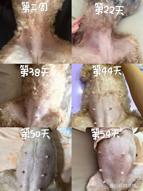 狗狗的妊娠期是多少天_狗狗的妊娠期是多久-第3张图片-后鲨宠物