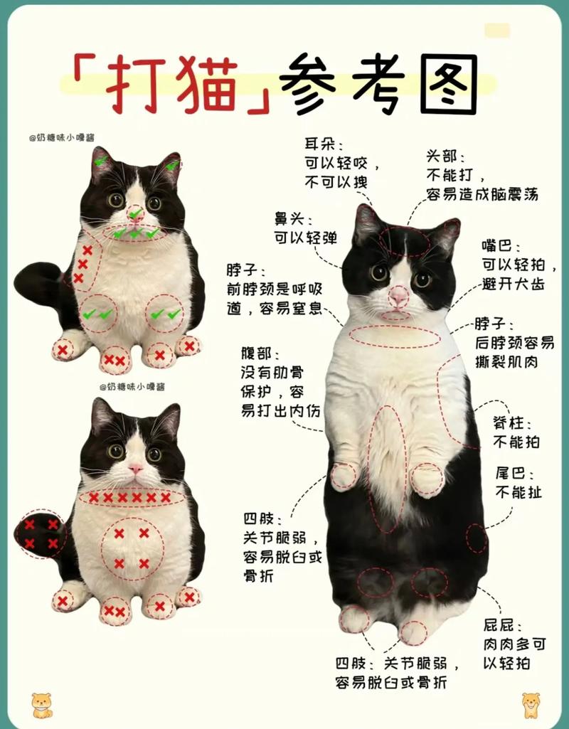 打猫猫会记仇吗_打猫猫会记仇吗-第6张图片-后鲨宠物 打猫猫会记仇吗_打猫猫会记仇吗-第6张图片-后鲨宠物