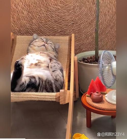 猫咪能吹电风扇吗_猫咪能吹电风扇吗冬天-第1张图片-后鲨宠物 猫咪能吹电风扇吗_猫咪能吹电风扇吗冬天-第1张图片-后鲨宠物