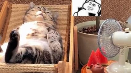 猫咪能吹电风扇吗_猫咪能吹电风扇吗冬天-第2张图片-后鲨宠物 猫咪能吹电风扇吗_猫咪能吹电风扇吗冬天-第2张图片-后鲨宠物