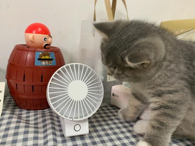 猫咪能吹电风扇吗_猫咪能吹电风扇吗冬天-第4张图片-后鲨宠物 猫咪能吹电风扇吗_猫咪能吹电风扇吗冬天-第4张图片-后鲨宠物