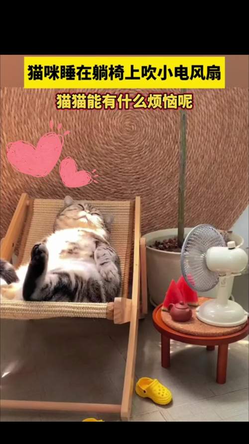 猫咪能吹电风扇吗_猫咪能吹电风扇吗冬天-第5张图片-后鲨宠物 猫咪能吹电风扇吗_猫咪能吹电风扇吗冬天-第5张图片-后鲨宠物