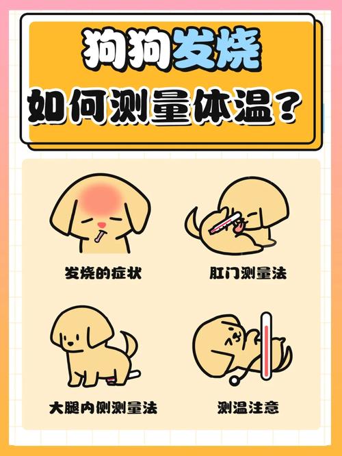 狗狗发烧怎么测量_狗狗发烧怎么测量血压-第5张图片-后鲨宠物 狗狗发烧怎么测量_狗狗发烧怎么测量血压-第5张图片-后鲨宠物
