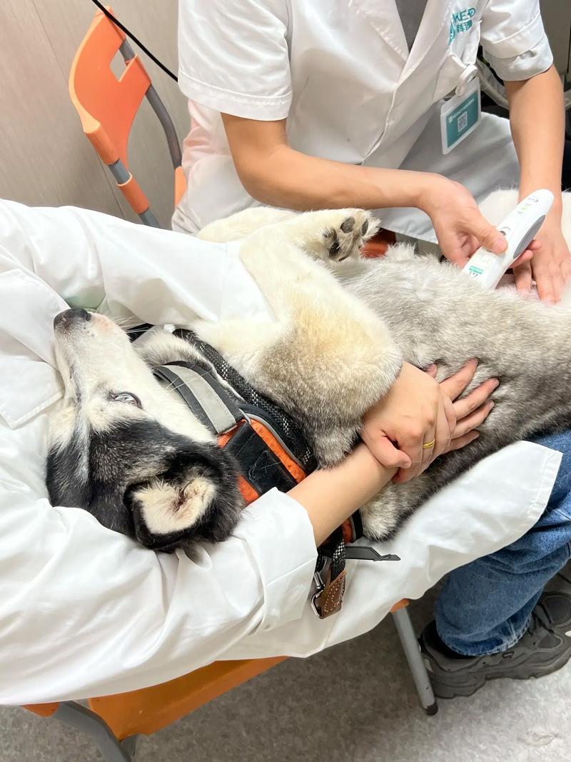 狗狗都需要打什么针，狗狗都需要打什么针疫苗？