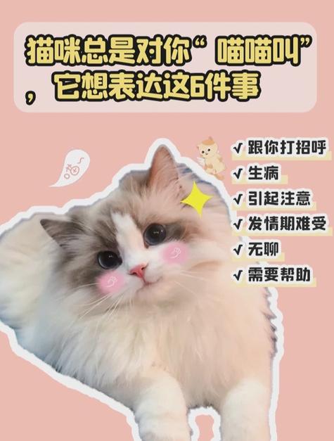 猫咪对着你叫什么意思_猫咪对着你叫什么意思呀