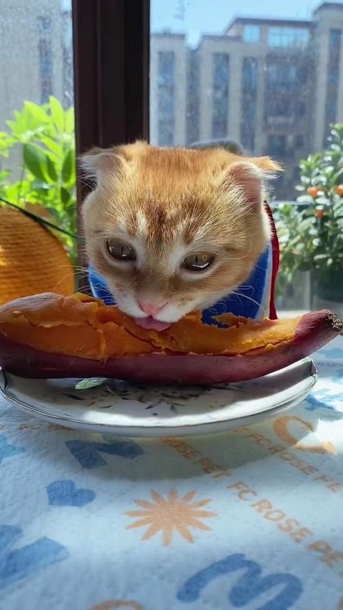 猫咪为什么喜欢吃红薯_猫咪为什么喜欢吃红薯叶-第2张图片-后鲨宠物 猫咪为什么喜欢吃红薯_猫咪为什么喜欢吃红薯叶-第2张图片-后鲨宠物