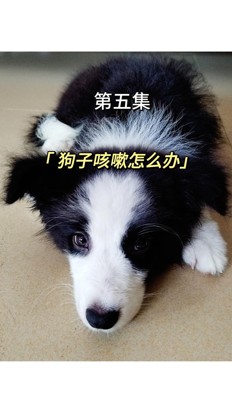 狗狗咳嗽怎么治_狗狗咳嗽怎么治疗好得快-第4张图片-后鲨宠物