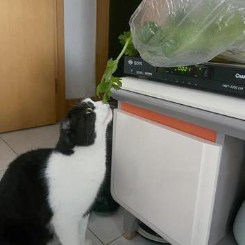 猫咪可以吃芹菜吗,猫能吃芹菜吗?-第3张图片-后鲨宠物 猫咪可以吃芹菜吗,猫能吃芹菜吗?-第3张图片-后鲨宠物