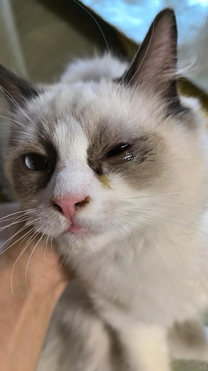 猫咪老是有眼屎,猫咪老是有眼屎吃什么好-第3张图片-后鲨宠物 猫咪老是有眼屎,猫咪老是有眼屎吃什么好-第3张图片-后鲨宠物