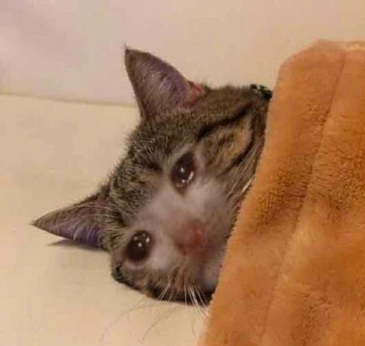 猫咪不开心的表现,猫不开心的时候是什么样子?-第3张图片-后鲨宠物 猫咪不开心的表现,猫不开心的时候是什么样子?-第3张图片-后鲨宠物