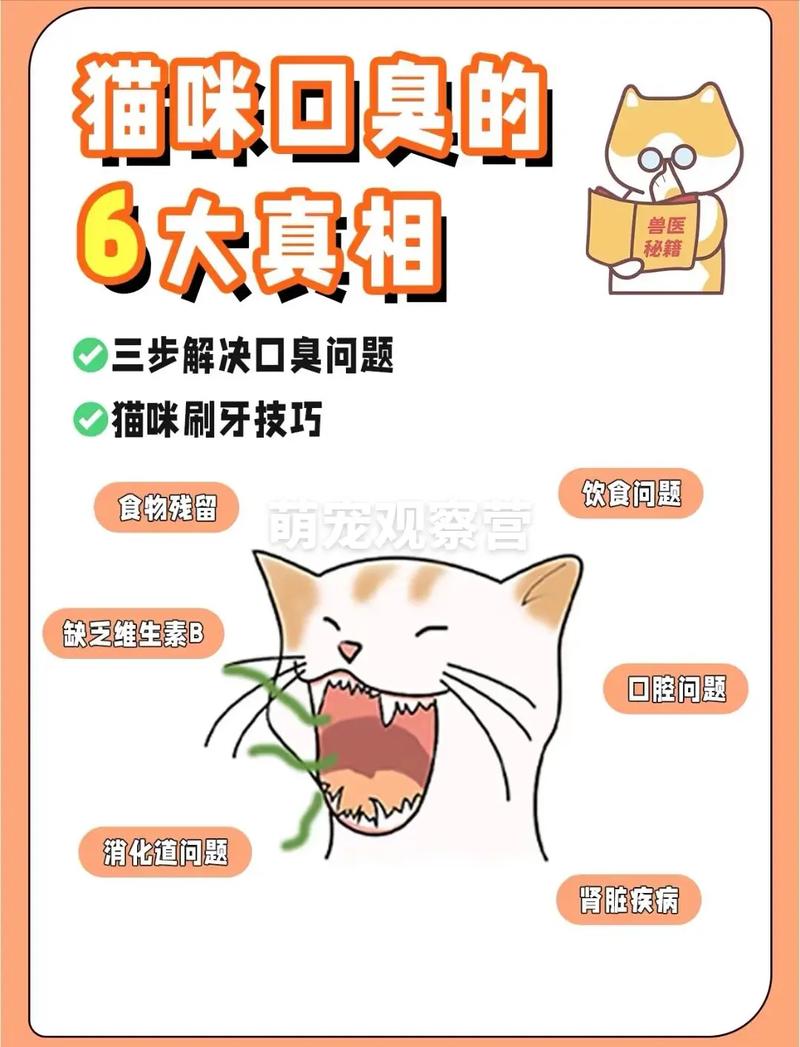猫咪口臭怎么去除,猫咪口臭怎么去除最快-第4张图片-后鲨宠物 猫咪口臭怎么去除,猫咪口臭怎么去除最快-第4张图片-后鲨宠物
