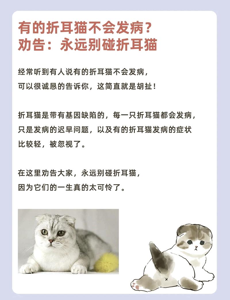 半折耳猫咪会发病吗,半折耳猫咪会发病吗图片?-第3张图片-后鲨宠物 半折耳猫咪会发病吗,半折耳猫咪会发病吗图片?-第3张图片-后鲨宠物
