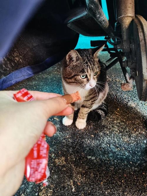 猫咪可以吃火腿肠吗,猫咪可以吃火腿肠吗超市的?-第1张图片-后鲨宠物 猫咪可以吃火腿肠吗,猫咪可以吃火腿肠吗超市的?-第1张图片-后鲨宠物