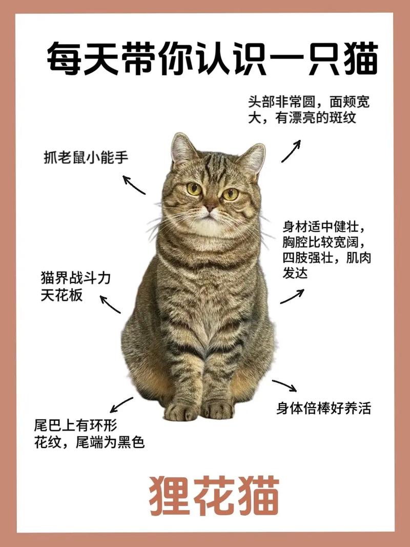 猫咪可以吃火腿肠吗,猫咪可以吃火腿肠吗超市的?-第4张图片-后鲨宠物 猫咪可以吃火腿肠吗,猫咪可以吃火腿肠吗超市的?-第4张图片-后鲨宠物