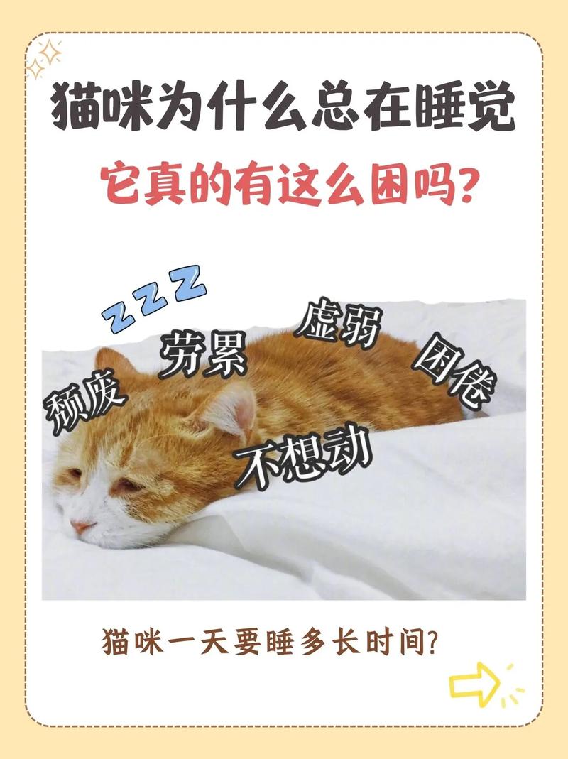 猫咪自己在家能呆几天,猫咪自己在家能呆几天吗?-第2张图片-后鲨宠物 猫咪自己在家能呆几天,猫咪自己在家能呆几天吗?-第2张图片-后鲨宠物