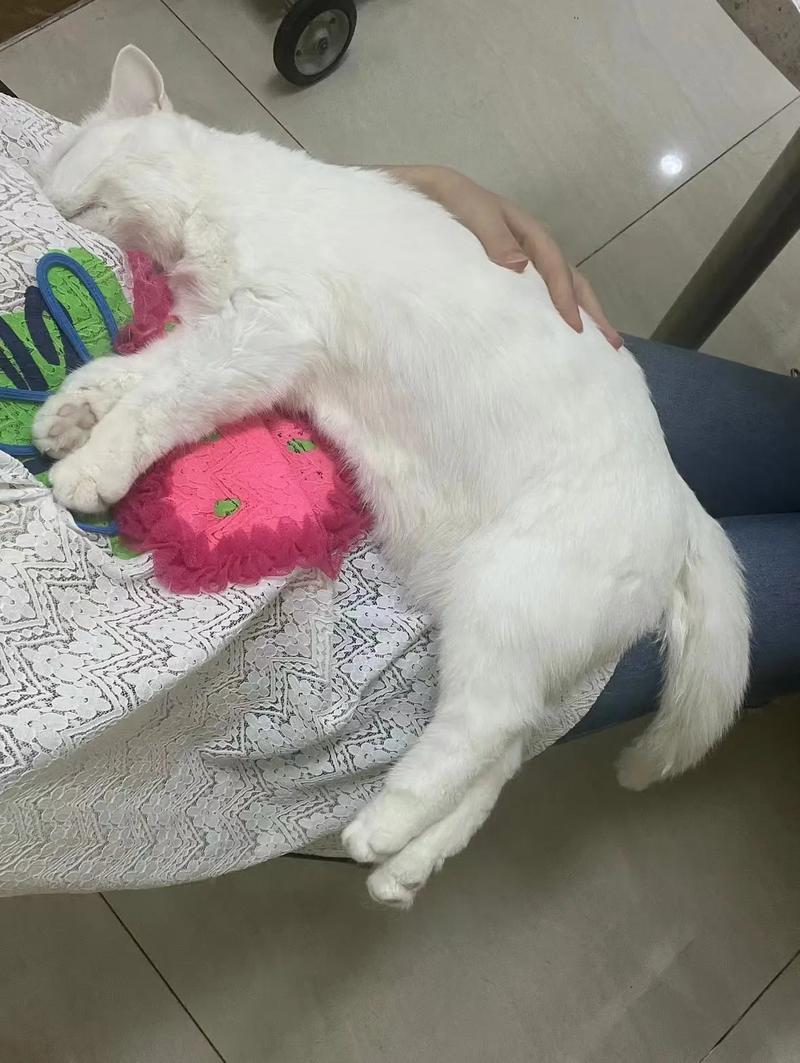 猫咪自己在家能呆几天,猫咪自己在家能呆几天吗?-第3张图片-后鲨宠物 猫咪自己在家能呆几天,猫咪自己在家能呆几天吗?-第3张图片-后鲨宠物