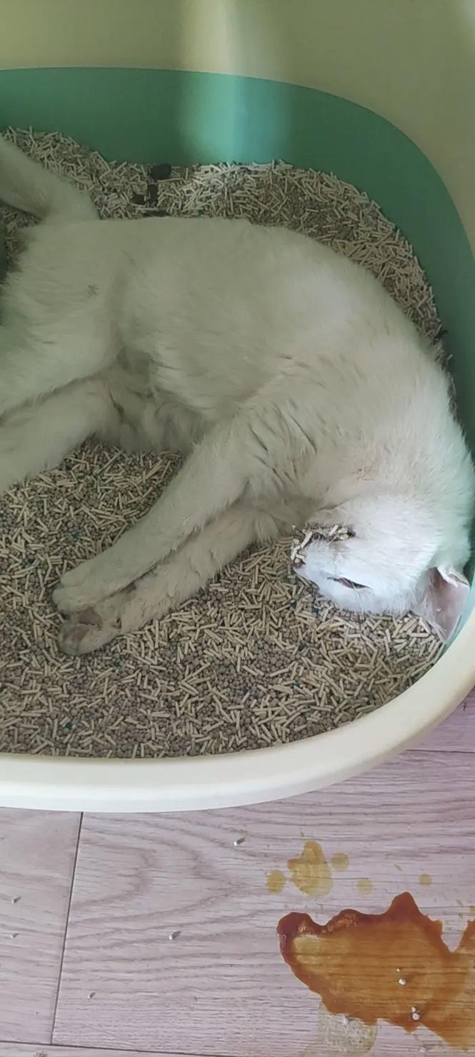 猫咪自己在家能呆几天,猫咪自己在家能呆几天吗?-第5张图片-后鲨宠物 猫咪自己在家能呆几天,猫咪自己在家能呆几天吗?-第5张图片-后鲨宠物