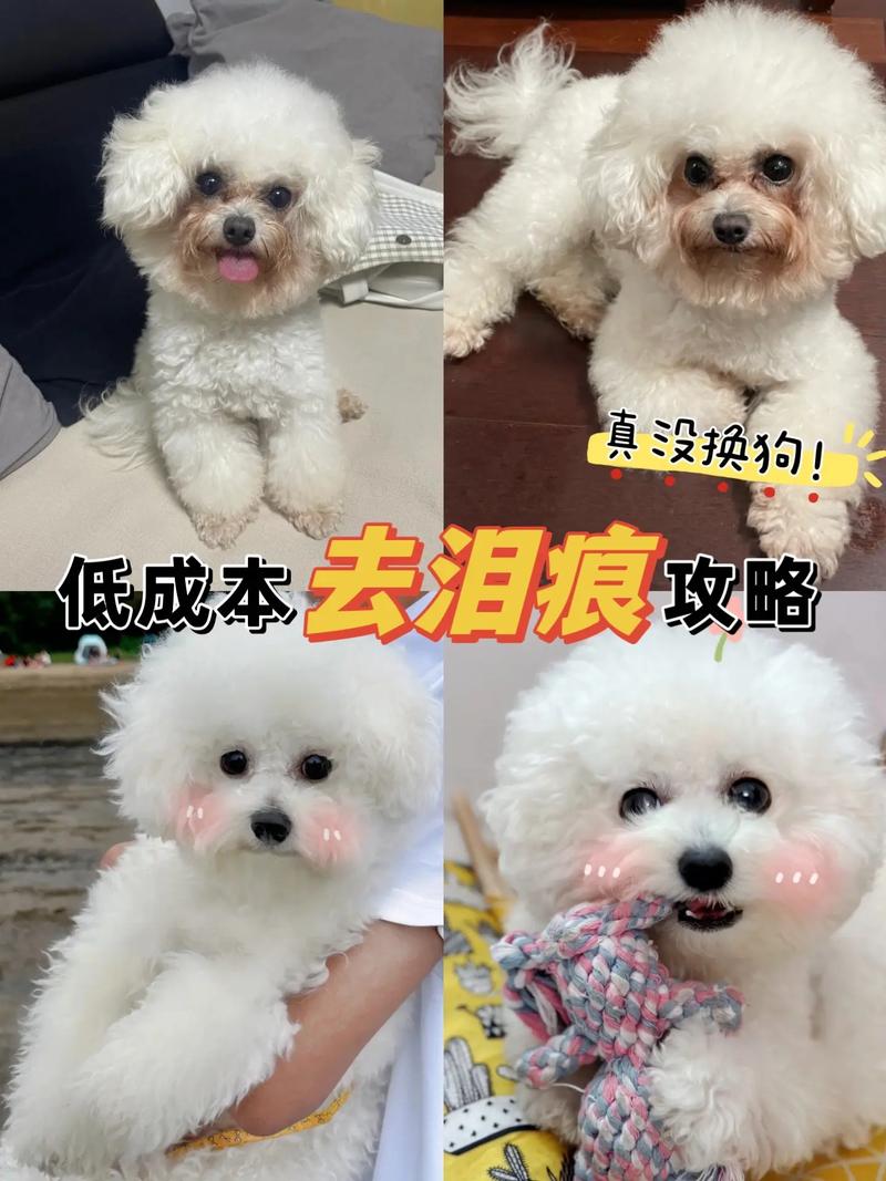 狗狗泪痕严重怎么办,狗狗眼泪多泪痕重怎么办?-第3张图片-后鲨宠物 狗狗泪痕严重怎么办,狗狗眼泪多泪痕重怎么办?-第3张图片-后鲨宠物