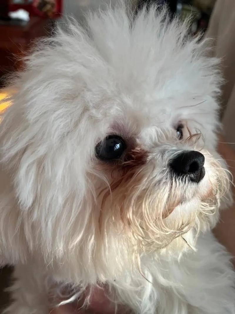 狗狗泪痕严重怎么办,狗狗眼泪多泪痕重怎么办?-第5张图片-后鲨宠物 狗狗泪痕严重怎么办,狗狗眼泪多泪痕重怎么办?-第5张图片-后鲨宠物