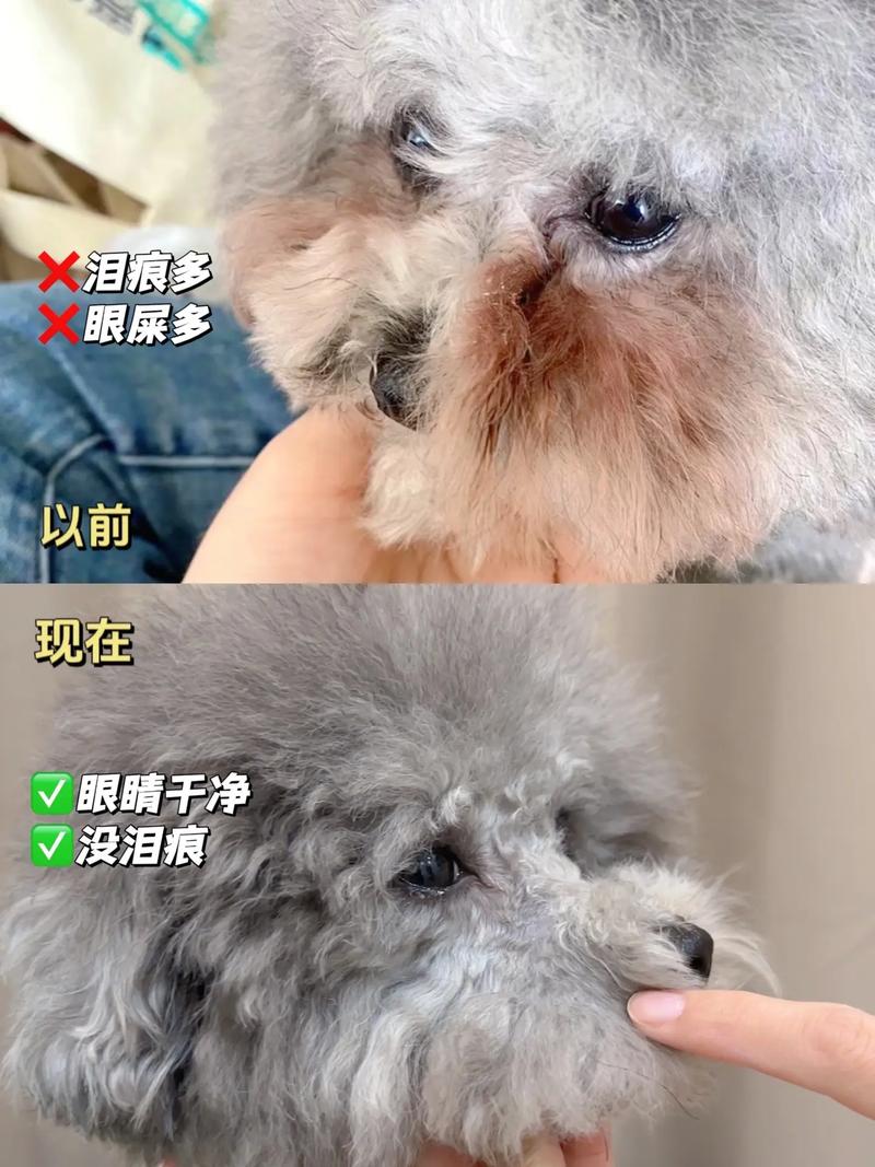 狗狗泪痕严重怎么办,狗狗眼泪多泪痕重怎么办?-第4张图片-后鲨宠物 狗狗泪痕严重怎么办,狗狗眼泪多泪痕重怎么办?-第4张图片-后鲨宠物
