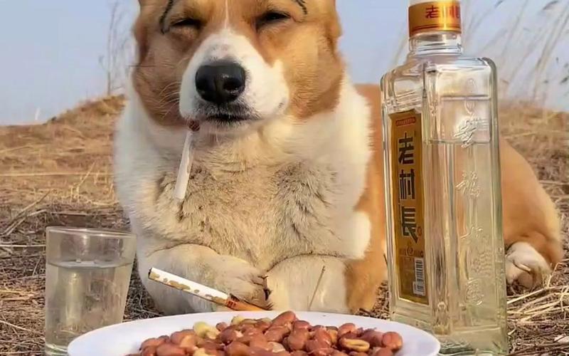 狗狗可以喝啤酒吗,狗狗能不能喝啤酒?-第1张图片-后鲨宠物 狗狗可以喝啤酒吗,狗狗能不能喝啤酒?-第1张图片-后鲨宠物